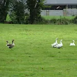 בית אירוח Rolestown Farm *
