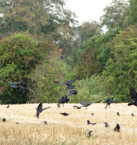 Проживание в семье Rolestown Farm